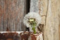 Morning landscape,ÃÂ White dandelion with green background, nature green backgound